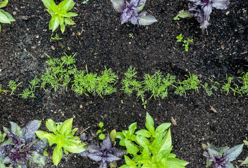 Healthy Root Development